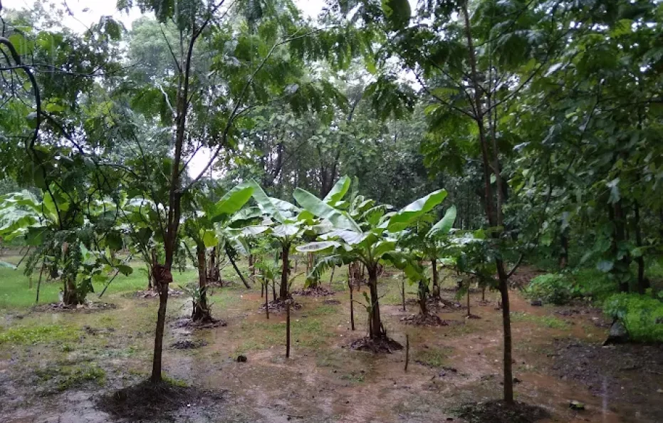 Farm Life Holidays Neral