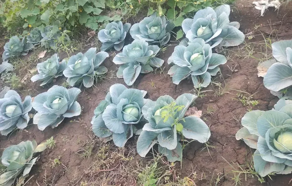 Nisarg Nirmaan Mukund Baug Agro Tourism and Resorts Neral