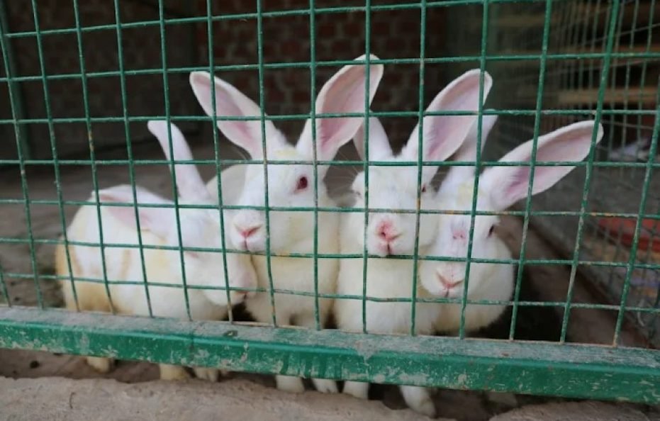 Saroj Agro Farm Savele